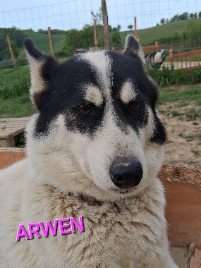 Arwen